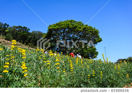 Longtan Lufeng Flower Season, Yellow-colored Luohu Flower, Inner Root Fan Fan, Rose Eyes, Legumes, Fan Fan Bean Plant Longtan Lufeng Flower Season, Yellow-colored Luohu Flower, Inner Root Fan Fan, Rose Eyes, Legumes, Fan Fan Bean Plant 65986836