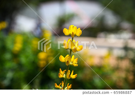 Longtan Lufeng Flower Season, Yellow-colored Luohu Flower, Inner Root Fan Fan, Rose Eyes, Legumes, Fan Fan Bean Plant Longtan Lufeng Flower Season, Yellow-colored Luohu Flower, Inner Root Fan Fan, Rose Eyes, Legumes, Fan Fan Bean Plant 65986887