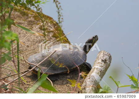 紅烏龜 65987009