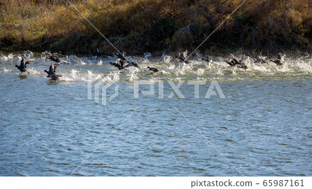 Flock of ducks takes off in a spray of water Flock of ducks takes off in a spray of water 65987161