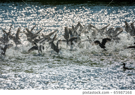 Flock of ducks takes off in a spray of water Flock of ducks takes off in a spray of water 65987168