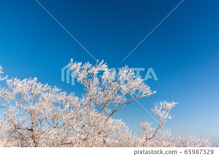 一棵樹 一棵樹 65987329