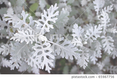 Silver Leaf Shirotaegiku Silver Leaf Shirotaegiku 65987756