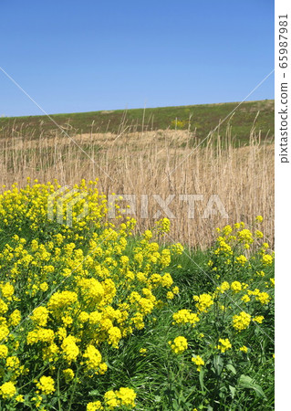 Edogawa riverbed landscape in spring when rape blossoms bloom Edogawa riverbed landscape in spring when rape blossoms bloom 65987981