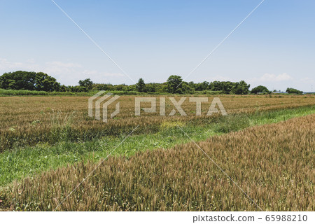 收穫前A-3磨砂完成之前的里山初夏麥田 收穫前A-3磨砂完成之前的里山初夏麥田 65988210