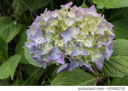 繡球花2020 65988238