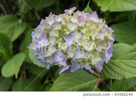 繡球花2020 65988240