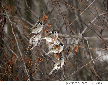 麻雀學校 麻雀學校 65988309