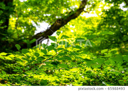 Cool water Oike spring water Cool water Oike spring water 65988493