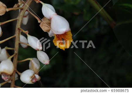 月亮桃花 65988675