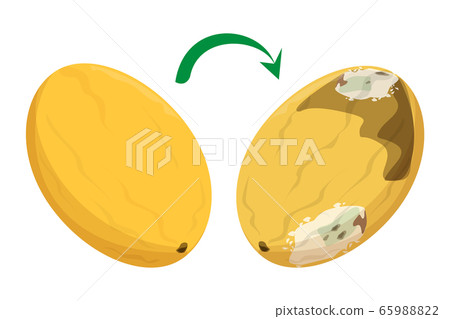 Fresh good melon becomes rotten vector isolated 65988822