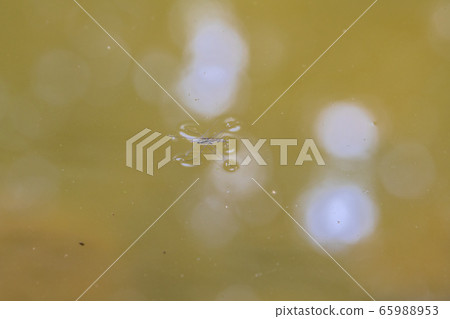 日本昆蟲景觀水str 65988953