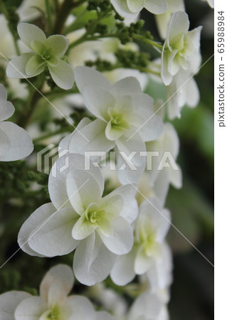 Double-flowered hydrangea Double-flowered hydrangea 65988984