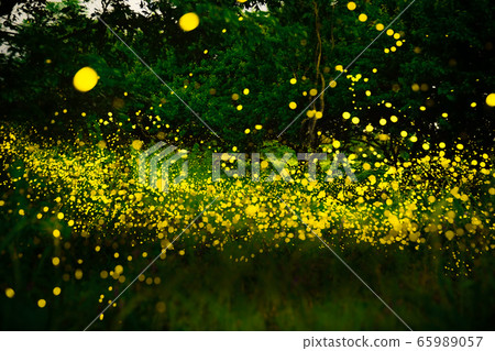 Himebotaru Ranbu 65989057