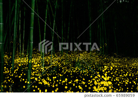 Himebotaru Ranbu 65989059