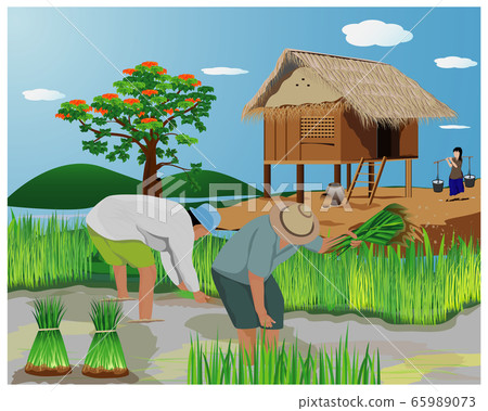 farmer work in paddy field vector design - Stock Illustration [65989073 ...