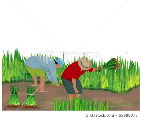 farmer work in paddy field vector design - Stock Illustration [65989078] -  PIXTA