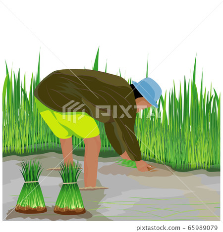 farmer work in paddy field vector design farmer work in paddy field vector design 65989079