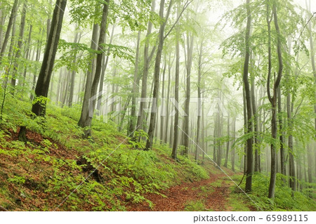 Beech trees in spring forest in foggy, rainy weather 65989115
