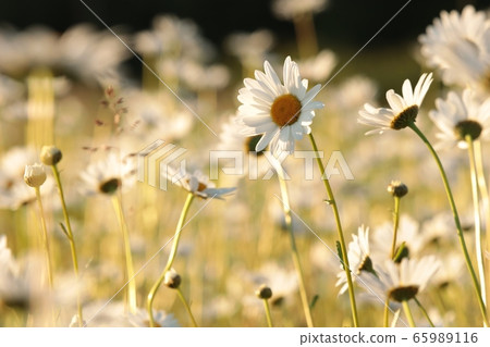Daisies on a spring meadow at dawn 65989116
