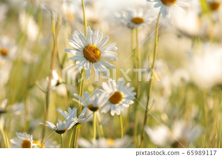 Daisies on a spring meadow at dawn 65989117