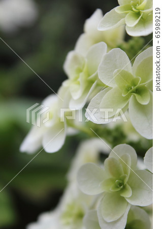 Double-flowered hydrangea Double-flowered hydrangea 65989219