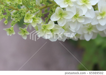 Kashiwaba Hydrangea (horizontal) double bloom Kashiwaba Hydrangea (horizontal) double bloom 65989502
