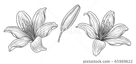 Hand drawn Monochrome Lily Flower Heads and Bud - Stock