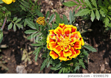 Chrysanthemum 65990170