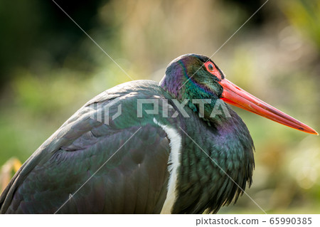 Black stork photography Black stork photography 65990385