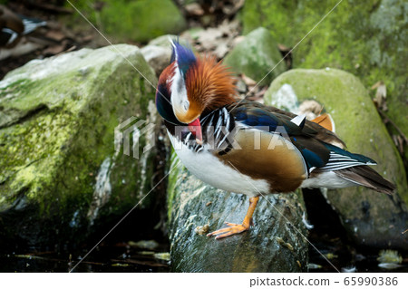 Male of mandarin duck 65990386