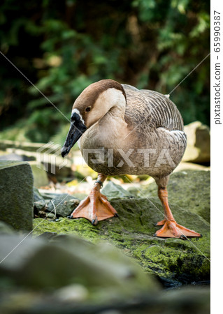 Swan goose Swan goose 65990387