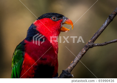 Black-capped lory 65990416