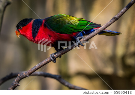 Black-capped lory 65990418