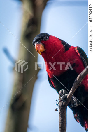 Black-capped lory 65990419