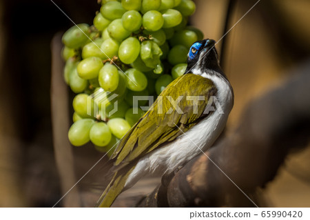 Blue-faced honeyeater 65990420