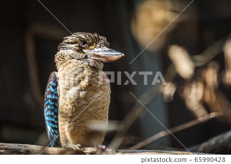 blue-winged kookaburra 65990428