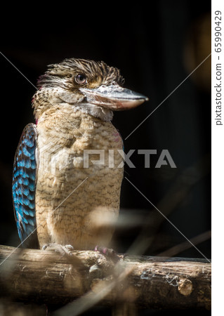 blue-winged kookaburra blue-winged kookaburra 65990429