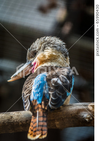 blue-winged kookaburra 65990430