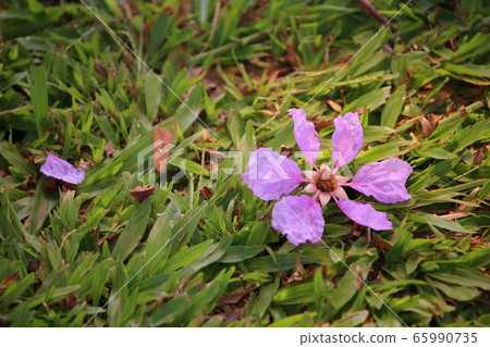 Lager stremia, a purple flower that fell on the grass Lager stremia, a purple flower that fell on the grass 65990735