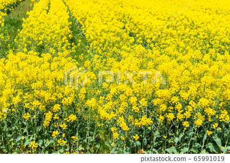 Beautiful rape blossoms blooming all over the rape field Yellow flowers Beautiful rape blossoms blooming all over the rape field Yellow flowers 65991019