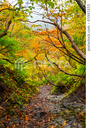 秋葉彩色的厚木大山山徑的風景(鳥取縣賽白縣大山町)*作品評論欄中的拍攝位置 秋葉彩色的厚木大山山徑的風景(鳥取縣賽白縣大山町)*作品評論欄中的拍攝位置 65991833