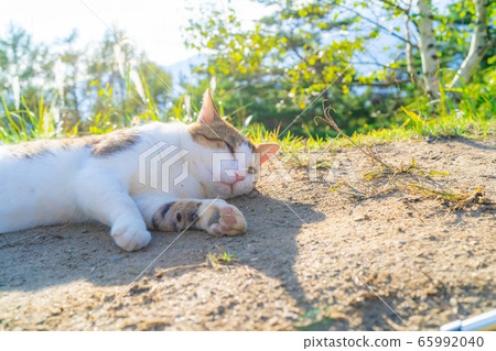 Stray Cat Wild Jingatagata Campsite [Nagano Prefecture] 65992040
