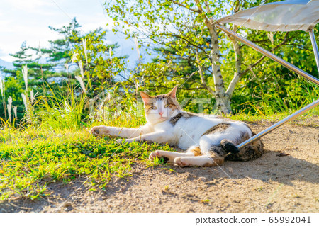 Stray Cat Wild Jingatagata Campsite [Nagano Prefecture] 65992041