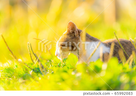 Stray Cat Wild Jingatagata Campsite [Nagano Prefecture] 65992083