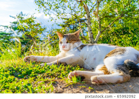 Stray Cat Wild Jingatagata Campsite [Nagano Prefecture] 65992092