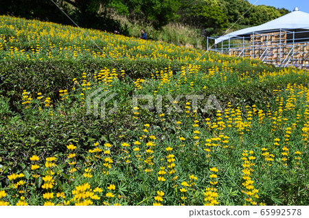 龍潭鹿峰花季,黃色羅湖花,內羽菜豆,玫瑰眼,豆類,羽扇豆植物 龍潭鹿峰花季,黃色羅湖花,內羽菜豆,玫瑰眼,豆類,羽扇豆植物 65992578