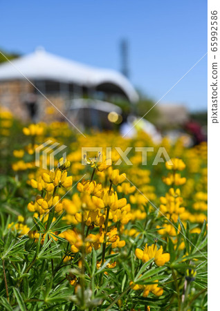 Longtan Lufeng Flower Season, Yellow-colored Luohu Flower, Inner Root Fan Fan, Rose Eyes, Legumes, Fan Fan Bean Plant Longtan Lufeng Flower Season, Yellow-colored Luohu Flower, Inner Root Fan Fan, Rose Eyes, Legumes, Fan Fan Bean Plant 65992586