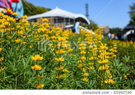 Longtan Lufeng Flower Season, Yellow-colored Luohu Flower, Inner Root Fan Fan, Rose Eyes, Legumes, Fan Fan Bean Plant 65992590