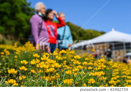 人民存在獎龍潭陸豐花季,黃色陸豐花,寄宿根羽扇,玫瑰眼,豆科植物,羽扇豆 人民存在獎龍潭陸豐花季,黃色陸豐花,寄宿根羽扇,玫瑰眼,豆科植物,羽扇豆 65992739